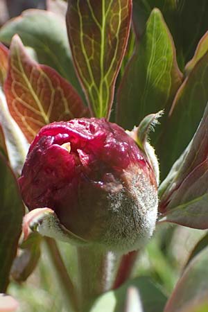 Paeonia officinalis subsp. huthii \ Zottige Pfingstrose / Villous Peony, F Caussols 2.5.2023