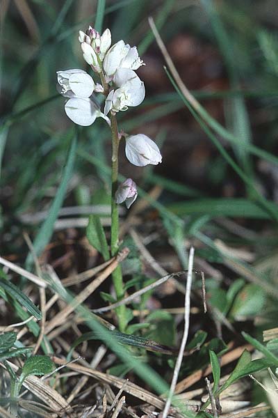Polygala calcarea \ Kalk-Kreuzblume, Kalk-Kreuzblmchen / Chalk Milkwort, F Revel 28.3.2002