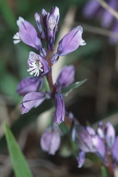 Polygala amara \ Bittere Kreuzblume, Bitteres Kreuzblmchen / Bitter Milkwort, F Gatinais Manchecourt 13.4.2002
