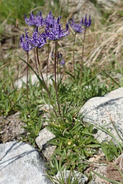 Phyteuma globulariifolium subsp. pedemontanum \ Piemonteser Teufelskralle / Piemont Rampion, F Col de la Cayolle 9.7.2016