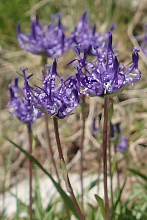 Phyteuma globulariifolium subsp. pedemontanum \ Piemonteser Teufelskralle / Piemont Rampion, F Col de la Cayolle 9.7.2016