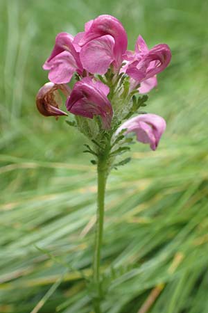 Pedicularis pyrenaica \ Pyren&auml;en-L�usekraut / Pyrenean Lousewort, F Pyren&auml;en/Pyrenees, Mont Llaret 31.7.2018