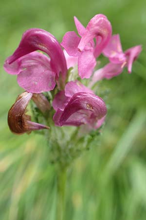 Pedicularis pyrenaica \ Pyren&auml;en-L�usekraut / Pyrenean Lousewort, F Pyren&auml;en/Pyrenees, Mont Llaret 31.7.2018
