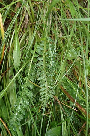 Pedicularis pyrenaica \ Pyren&auml;en-L�usekraut / Pyrenean Lousewort, F Pyren&auml;en/Pyrenees, Mont Llaret 31.7.2018
