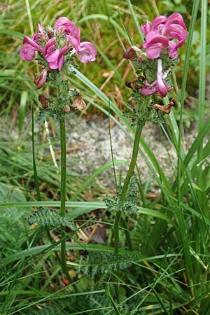 Pedicularis pyrenaica \ Pyren&auml;en-L�usekraut / Pyrenean Lousewort, F Pyren&auml;en/Pyrenees, Mont Llaret 31.7.2018