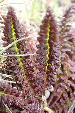Pedicularis pyrenaica \ Pyren&auml;en-L�usekraut / Pyrenean Lousewort, F Pyren&auml;en/Pyrenees, Mont Llaret 31.7.2018
