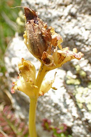 Pedicularis pyrenaica \ Pyren&auml;en-L�usekraut / Pyrenean Lousewort, F Pyren&auml;en/Pyrenees, Mont Llaret 31.7.2018