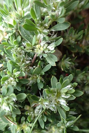 Paronychia polygonifolia \ Kn&ouml;terich-Nagelkraut / Knotgrass-Leaved Nailwort, F Pyren&auml;en/Pyrenees, Puigmal 1.8.2018
