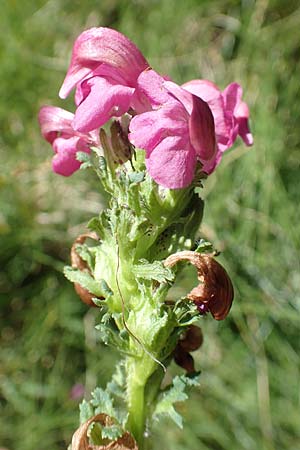 Pedicularis pyrenaica \ Pyren&auml;en-L�usekraut / Pyrenean Lousewort, F Pyren&auml;en/Pyrenees, Mont Louis 3.8.2018