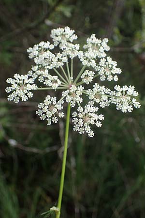 Peucedanum palustre \ Sumpf-Haarstrang / Marsh Hog's Parsley, Milk Parsley, F Bitche 15.8.2021