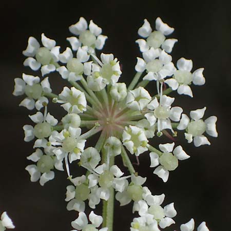 Peucedanum palustre \ Sumpf-Haarstrang / Marsh Hog's Parsley, Milk Parsley, F Bitche 15.8.2021