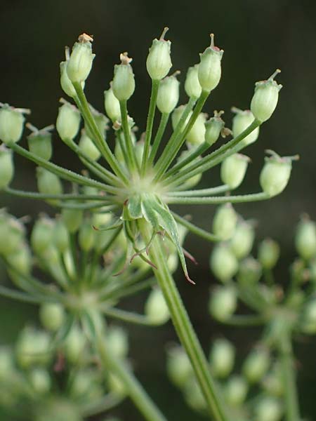 Peucedanum palustre \ Sumpf-Haarstrang / Marsh Hog's Parsley, Milk Parsley, F Bitche 15.8.2021