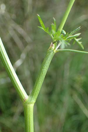Peucedanum palustre \ Sumpf-Haarstrang / Marsh Hog's Parsley, Milk Parsley, F Bitche 15.8.2021