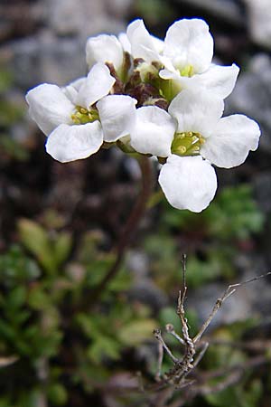 Hornungia alpina subsp. brevicaulis \ Kurzstnglige Steinkresse / Short-Stem Hutchinsia, F Col Agnel 22.6.2008