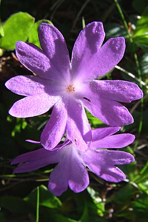 Primula integrifolia \ Ganzbl&auml;ttrige Primel / Entire-Leaved Primrose, F Pyren&auml;en/Pyrenees, Eyne 25.6.2008