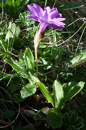 Primula integrifolia \ Ganzbl&auml;ttrige Primel / Entire-Leaved Primrose, F Pyren&auml;en/Pyrenees, Eyne 25.6.2008
