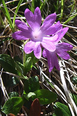 Primula integrifolia \ Ganzbl&auml;ttrige Primel / Entire-Leaved Primrose, F Pyren&auml;en/Pyrenees, Eyne 25.6.2008