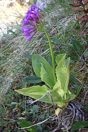 Primula latifolia \ Breitbl&auml;ttrige Primel / Viscid Primrose, F Pyren&auml;en/Pyrenees, Eyne 25.6.2008