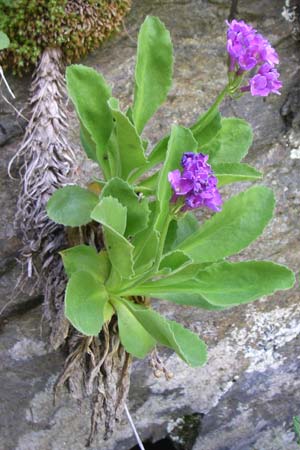 Primula latifolia \ Breitbl&auml;ttrige Primel / Viscid Primrose, F Pyren&auml;en/Pyrenees, Eyne 25.6.2008