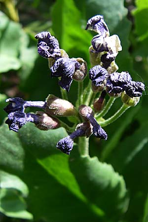 Primula latifolia \ Breitbl&auml;ttrige Primel / Viscid Primrose, F Pyren&auml;en/Pyrenees, Eyne 25.6.2008