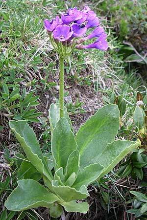 Primula latifolia \ Breitbl&auml;ttrige Primel / Viscid Primrose, F Pyren&auml;en/Pyrenees, Eyne 25.6.2008