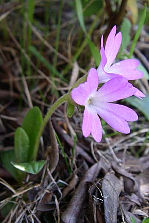 Primula integrifolia \ Ganzbl&auml;ttrige Primel / Entire-Leaved Primrose, F Pyren&auml;en/Pyrenees, Eyne 25.6.2008