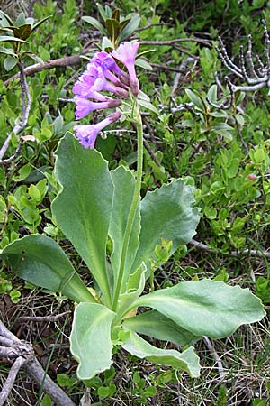 Primula latifolia \ Breitbl&auml;ttrige Primel / Viscid Primrose, F Pyren&auml;en/Pyrenees, Eyne 25.6.2008