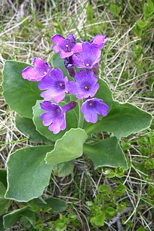 Primula latifolia \ Breitbl&auml;ttrige Primel / Viscid Primrose, F Pyren&auml;en/Pyrenees, Eyne 25.6.2008