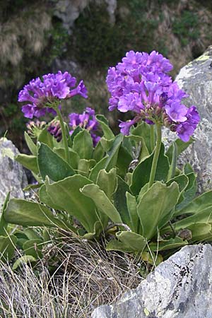 Primula latifolia \ Breitbl&auml;ttrige Primel / Viscid Primrose, F Pyren&auml;en/Pyrenees, Eyne 25.6.2008