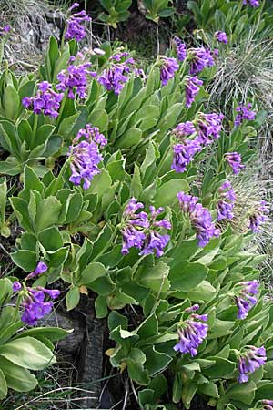 Primula latifolia \ Breitbl&auml;ttrige Primel / Viscid Primrose, F Pyren&auml;en/Pyrenees, Eyne 25.6.2008