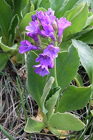 Primula latifolia \ Breitbl&auml;ttrige Primel / Viscid Primrose, F Pyren&auml;en/Pyrenees, Eyne 25.6.2008