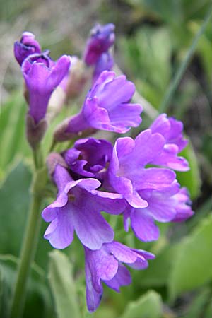 Primula latifolia \ Breitbl&auml;ttrige Primel / Viscid Primrose, F Pyren&auml;en/Pyrenees, Eyne 25.6.2008