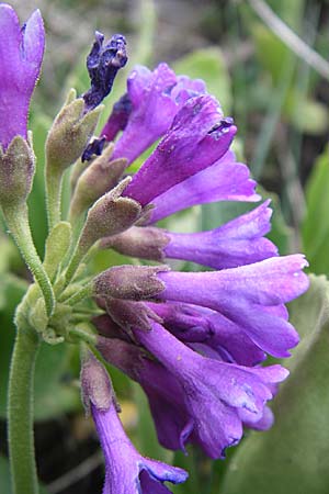 Primula latifolia \ Breitbl&auml;ttrige Primel / Viscid Primrose, F Pyren&auml;en/Pyrenees, Eyne 25.6.2008