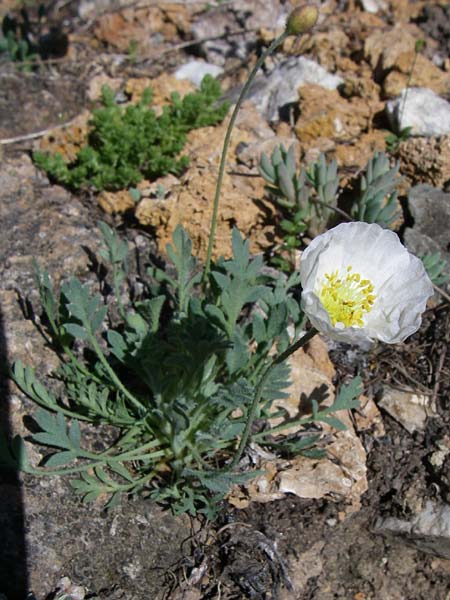 Papaver sendtneri \ Sendtners Alpen-Mohn / Salzburg Alpine Poppy, F Col de Lautaret Botan. Gar. 28.6.2008