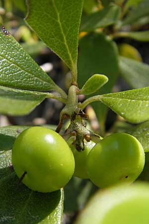 Arctostaphylos uva-ursi \ Immergrne Brentraube / Bearberry, F Le Rozier (Tarn) 28.5.2009