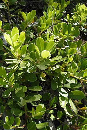 Arctostaphylos uva-ursi \ Immergrne Brentraube / Bearberry, F Le Rozier (Tarn) 28.5.2009