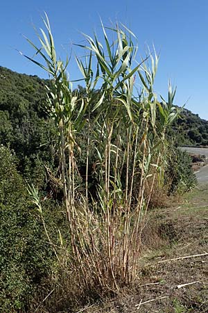 Arundo donax \ Pfahlrohr, Spanisches Rohr / Giant Reed, F La Turbie 7.10.2021