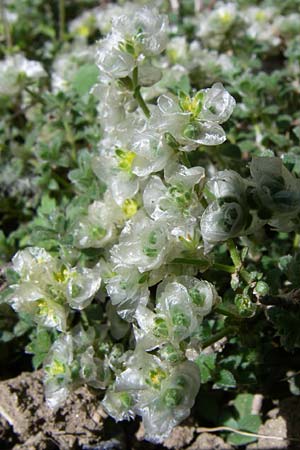 Paronychia kapela subsp. serpyllifolia \ Quendelbl&auml;ttriges Nagelkraut / Silver Nailwort, F Pyren&auml;en/Pyrenees, Eyne, Museum-Garden 26.6.2008