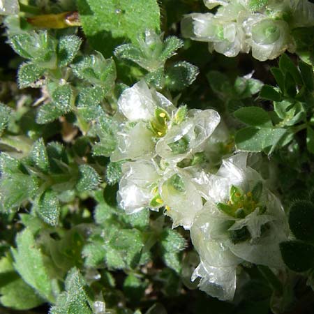 Paronychia kapela subsp. serpyllifolia \ Quendelbl&auml;ttriges Nagelkraut / Silver Nailwort, F Pyren&auml;en/Pyrenees, Eyne, Museum-Garden 26.6.2008