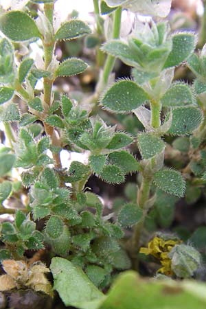 Paronychia kapela subsp. serpyllifolia \ Quendelbl&auml;ttriges Nagelkraut / Silver Nailwort, F Pyren&auml;en/Pyrenees, Eyne, Museum-Garden 26.6.2008