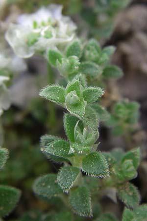 Paronychia kapela subsp. serpyllifolia \ Quendelbl&auml;ttriges Nagelkraut / Silver Nailwort, F Pyren&auml;en/Pyrenees, Eyne, Museum-Garden 26.6.2008