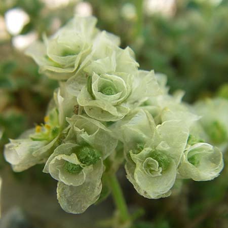 Paronychia kapela subsp. serpyllifolia \ Quendelbl&auml;ttriges Nagelkraut / Silver Nailwort, F Pyren&auml;en/Pyrenees, Eyne, Museum-Garden 26.6.2008