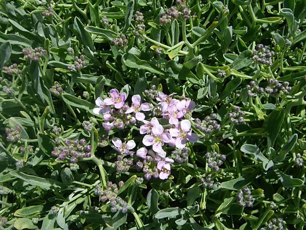 Hormathophylla spinosa \ Strauch-Steinkraut, Dorniges Steinkraut / Spiny Madwort, F Col de Lautaret Botan. Gar.  28.6.2008