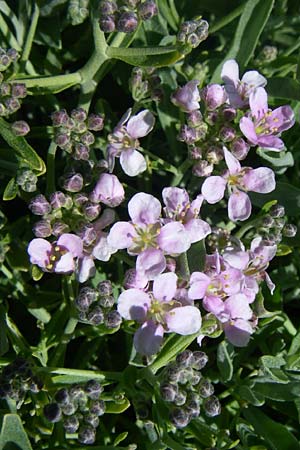 Hormathophylla spinosa \ Strauch-Steinkraut, Dorniges Steinkraut / Spiny Madwort, F Col de Lautaret Botan. Gar.  28.6.2008