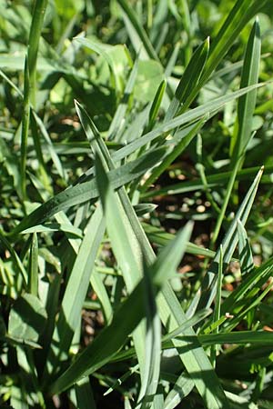 Poa alpina \ Alpen-Rispengras / Alpine Meadow Grass, F Pyrenäen/Pyrenees, Mont Louis 3.8.2018