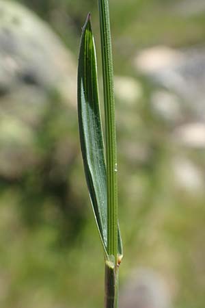 Poa alpina \ Alpen-Rispengras / Alpine Meadow Grass, F Pyrenäen/Pyrenees, Mont Louis 3.8.2018