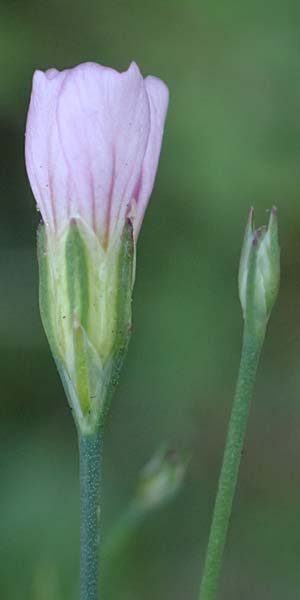 Petrorhagia saxifraga \ Steinbrech-Felsennelke / Tunic Flower, F Tende 18.5.2026