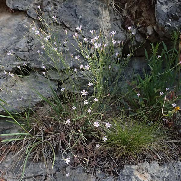 Petrorhagia saxifraga \ Steinbrech-Felsennelke / Tunic Flower, F Saorge 18.5.2026