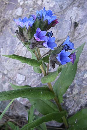 Pulmonaria angustifolia \ Schmalblttriges Lungenkraut / Narrow-Leaved Lungwort, F Col du Galibier 21.6.2008