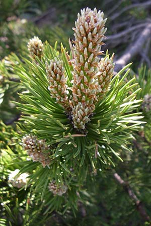 Pinus uncinata \ Haken-Kiefer, Spirke / Dwarf Mountain Pine, F Col de Lautaret Botan. Gar. 28.6.2008